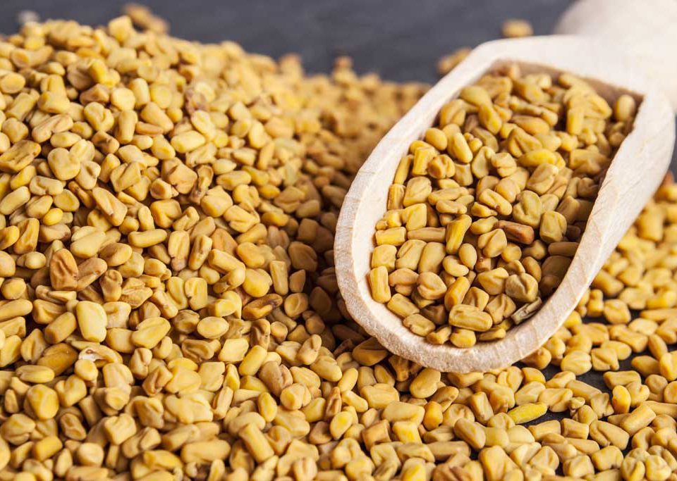 Fenugreek seed