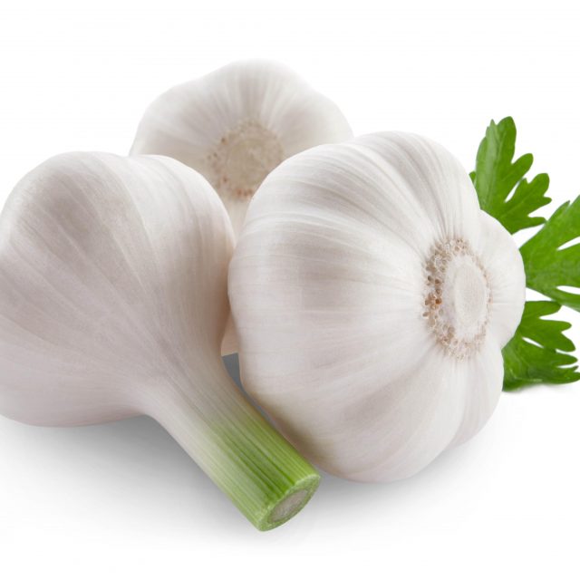 Garlic