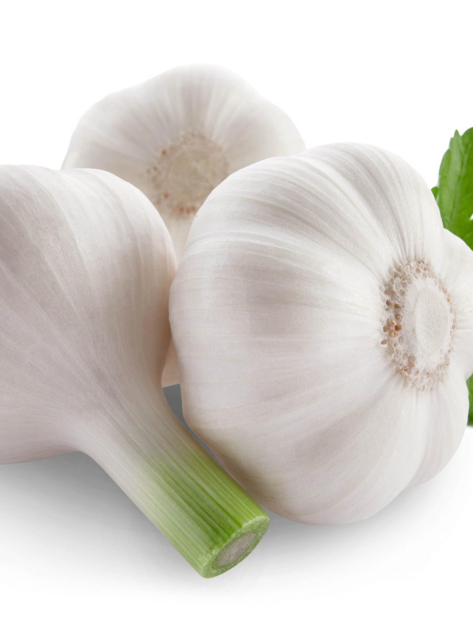 Garlic